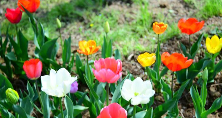 郁金香之花语（探寻郁金香花语的深层意义与传承）