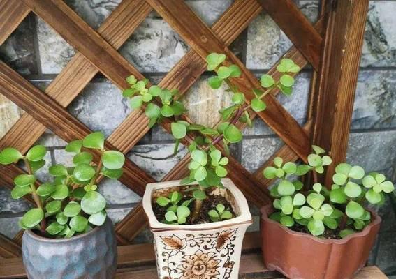 金枝玉叶用什么肥料最好？如何正确施肥促进其生长？