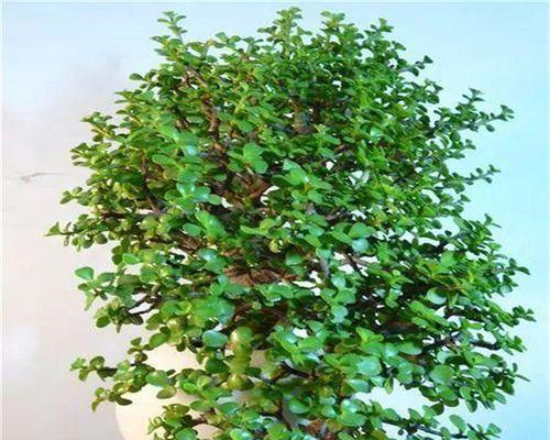 金枝玉叶用什么肥料最好？如何正确施肥促进其生长？