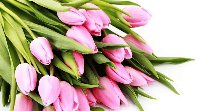 郁金香之花语（探寻郁金香花语的深层意义与传承）