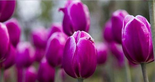 郁金香之花语（探寻郁金香花语的深层意义与传承）