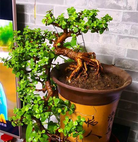 金枝玉叶用什么肥料最好？如何正确施肥促进其生长？