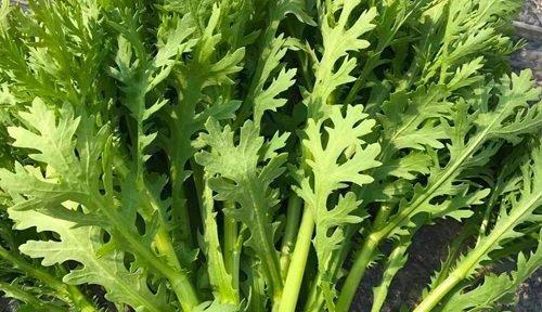 露天茼蒿几月份种植最合适？如何确保高产？