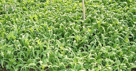 露天茼蒿几月份种植最合适？如何确保高产？