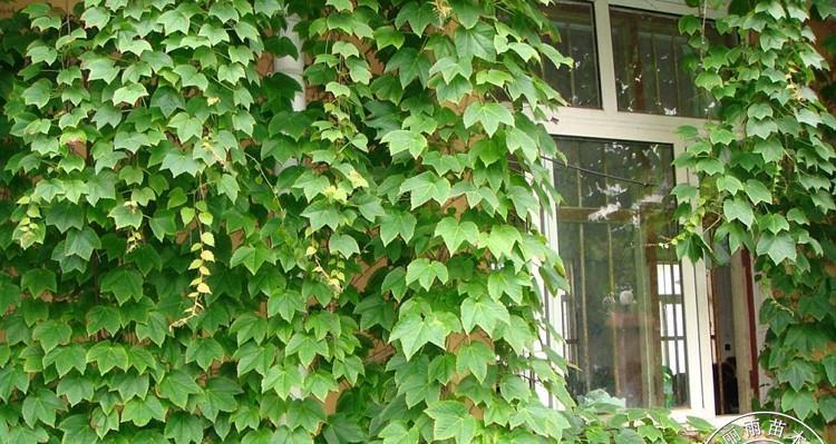 爬山虎通常生长在哪里？如何正确识别和养护？