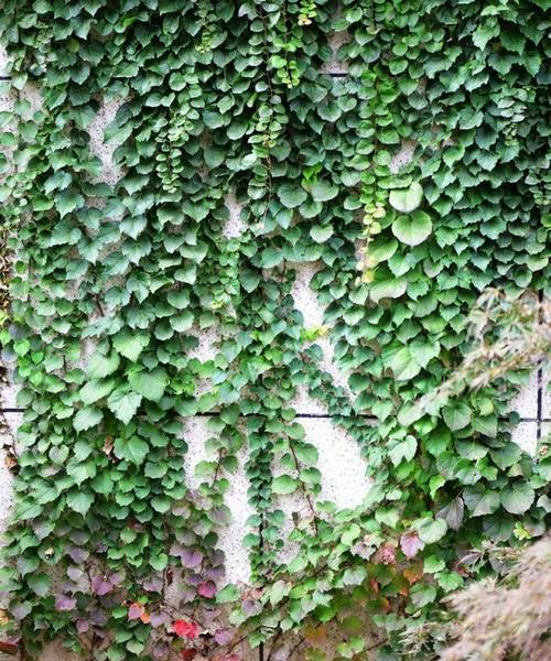 爬山虎通常生长在哪里？如何正确识别和养护？