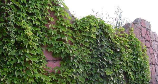 爬山虎通常生长在哪里？如何正确识别和养护？