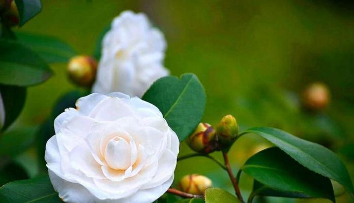 白茶花之美（探究白茶花的花语和传达的意义）