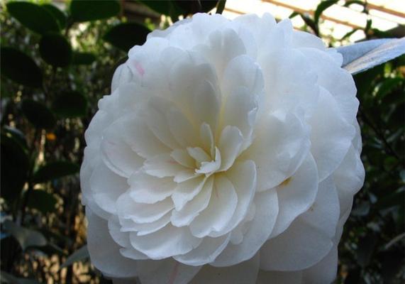 白茶花之美（探究白茶花的花语和传达的意义）