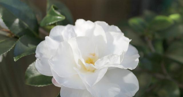 白茶花之美（探究白茶花的花语和传达的意义）