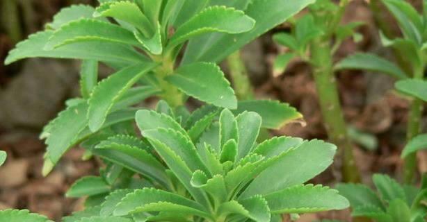 三七是什么植物？三七的药用价值有哪些？