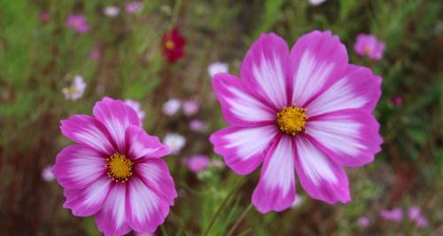 格桑花的花语与寓意——生命的坚韧与希望（格桑花的花语与寓意揭示生命的力量与美丽）