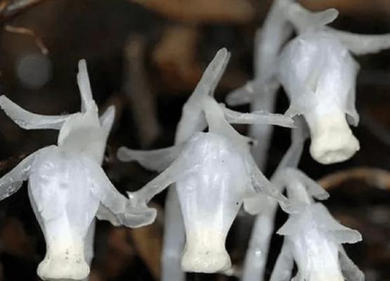 水晶兰花的秘密之谜（揭开水晶兰花的神秘面纱）