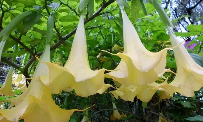 水晶兰花的秘密之谜（揭开水晶兰花的神秘面纱）