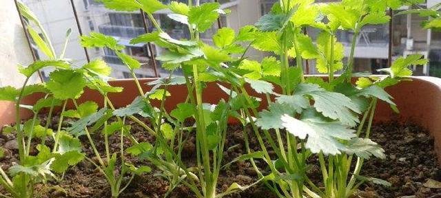 香菜耐阴吗?它是一种耐阴植物吗? 香菜耐阴吗?它是一种耐阴植物吗?