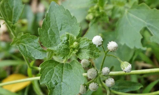 藿香蓟（揭秘藿香蓟的花语与传说）