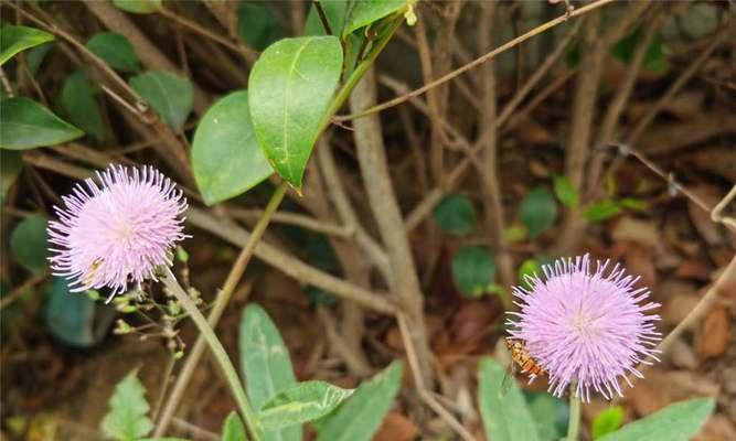 藿香蓟（揭秘藿香蓟的花语与传说）