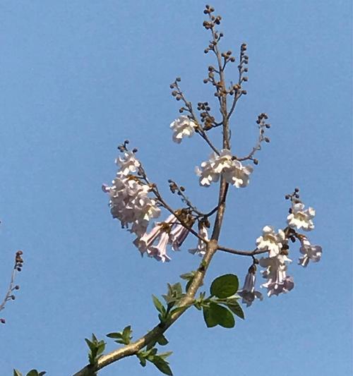 《泡桐花的花语与传说》（揭秘泡桐花的含义与故事）