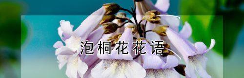 《泡桐花的花语与传说》（揭秘泡桐花的含义与故事）