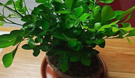 九里香适合放客厅吗？客厅哪个位置摆放最佳？