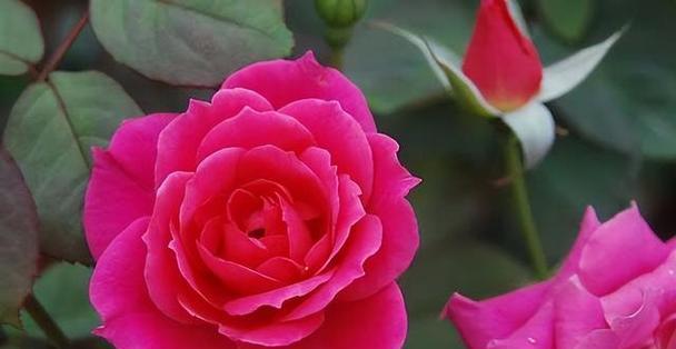 19朵玫瑰花的花语（每一朵都蕴藏着真挚情感）