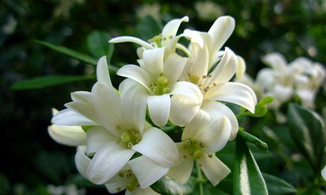 九里香开花周期是多久？如何养护才能保证定期开花？