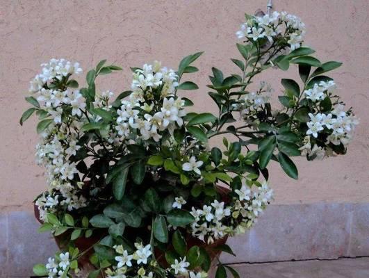 九里香开花周期是多久？如何养护才能保证定期开花？