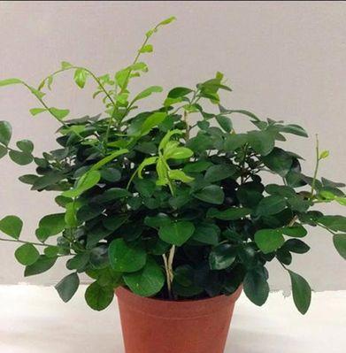 九里香开花周期是多久？如何养护才能保证定期开花？