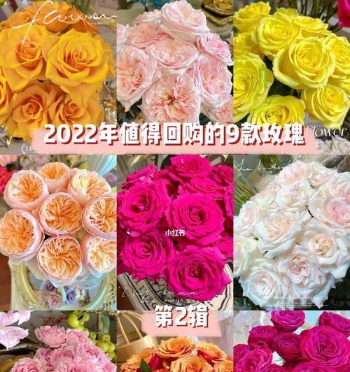 如何养玫瑰花（掌握关键诀窍）