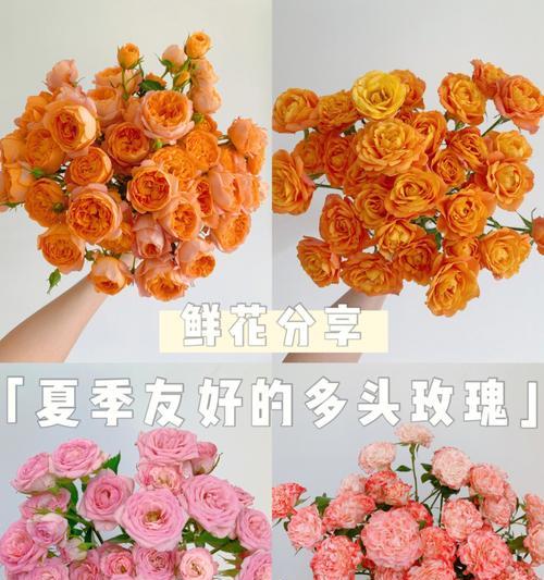 如何养玫瑰花（掌握关键诀窍）