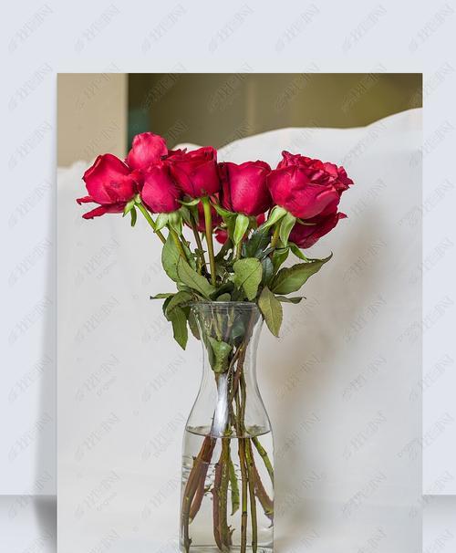 如何养玫瑰花（掌握关键诀窍）