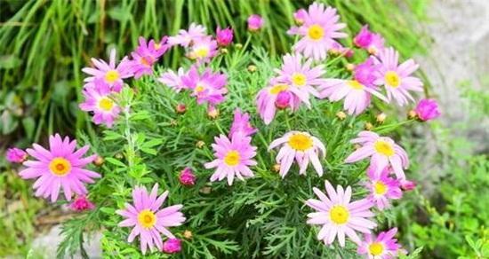 如何正确养殖雏菊？需要注意哪些事项？