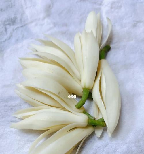 白兰花的象征意义与美丽之旅(揭开白兰花背后的深刻内涵) 白兰花的象征意义与美丽之旅(揭开白兰花背后的深刻内涵)