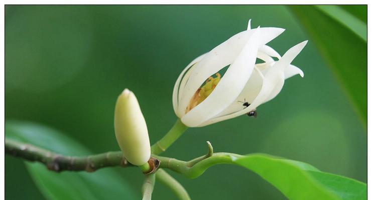 白兰花的象征意义与美丽之旅(揭开白兰花背后的深刻内涵) 白兰花的象征意义与美丽之旅(揭开白兰花背后的深刻内涵)