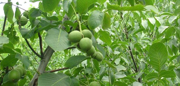 青核桃能直接吃吗？食用前需要注意什么？