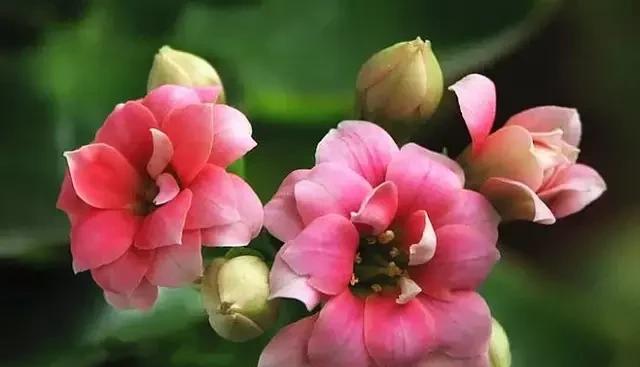 以象征友谊的花为主题的文章（探索友谊之花）