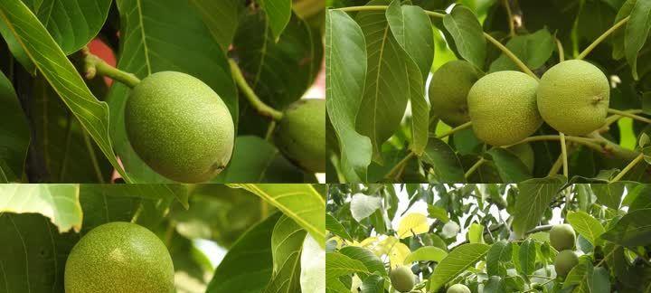 青核桃能直接吃吗？食用前需要注意什么？