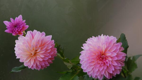 以象征友谊的花为主题的文章（探索友谊之花）