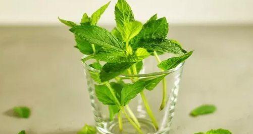 薄荷叶的花语（薄荷叶的美丽寓意与传承）