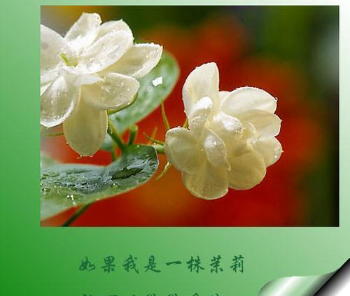 薄荷叶的花语（薄荷叶的美丽寓意与传承）