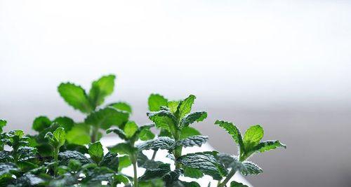 薄荷叶的花语（薄荷叶的美丽寓意与传承）