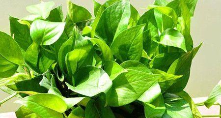 绿萝怕晒吗？如何正确养护避免阳光直射？