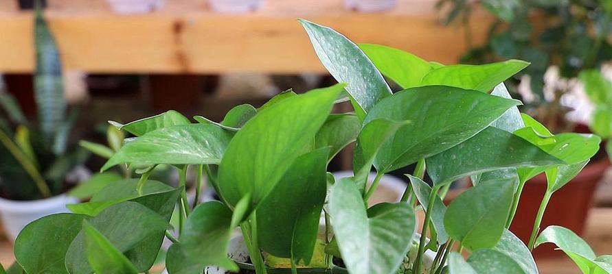 绿萝怕晒吗？如何正确养护避免阳光直射？