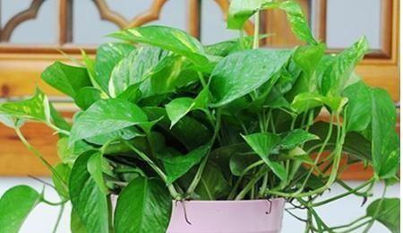 绿萝怕晒吗？如何正确养护避免阳光直射？