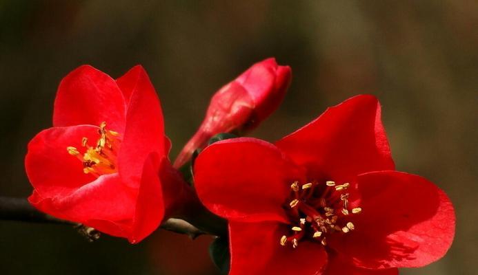 勤劳的花语——向日葵的坚韧与奋斗（以向日葵为象征）