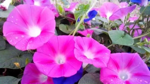 勤劳的花语——向日葵的坚韧与奋斗（以向日葵为象征）