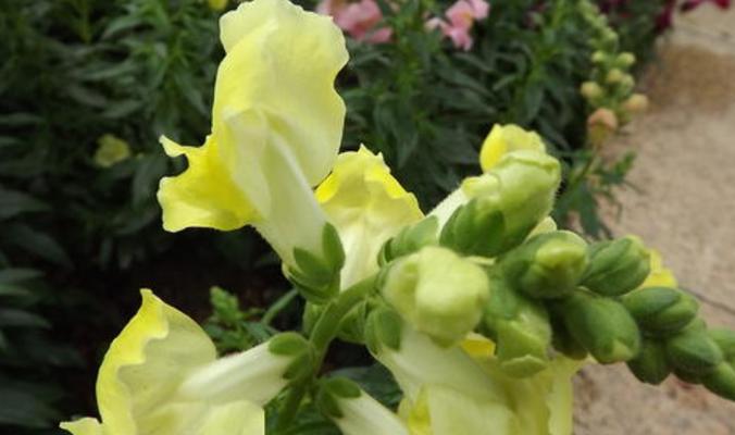 金鱼草养护技巧：如何促进更多花朵开放？