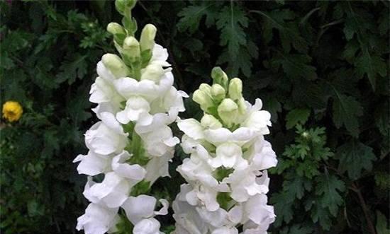 金鱼草养护技巧：如何促进更多花朵开放？