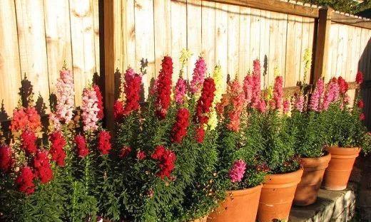 金鱼草养护技巧：如何促进更多花朵开放？