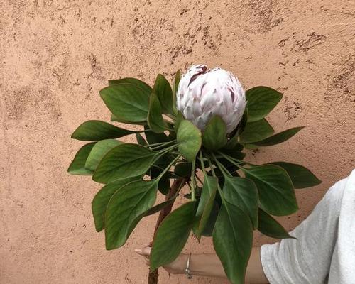 以拒绝的花花语为主题的文章（揭示拒绝的花朵所传达的含义与意义）